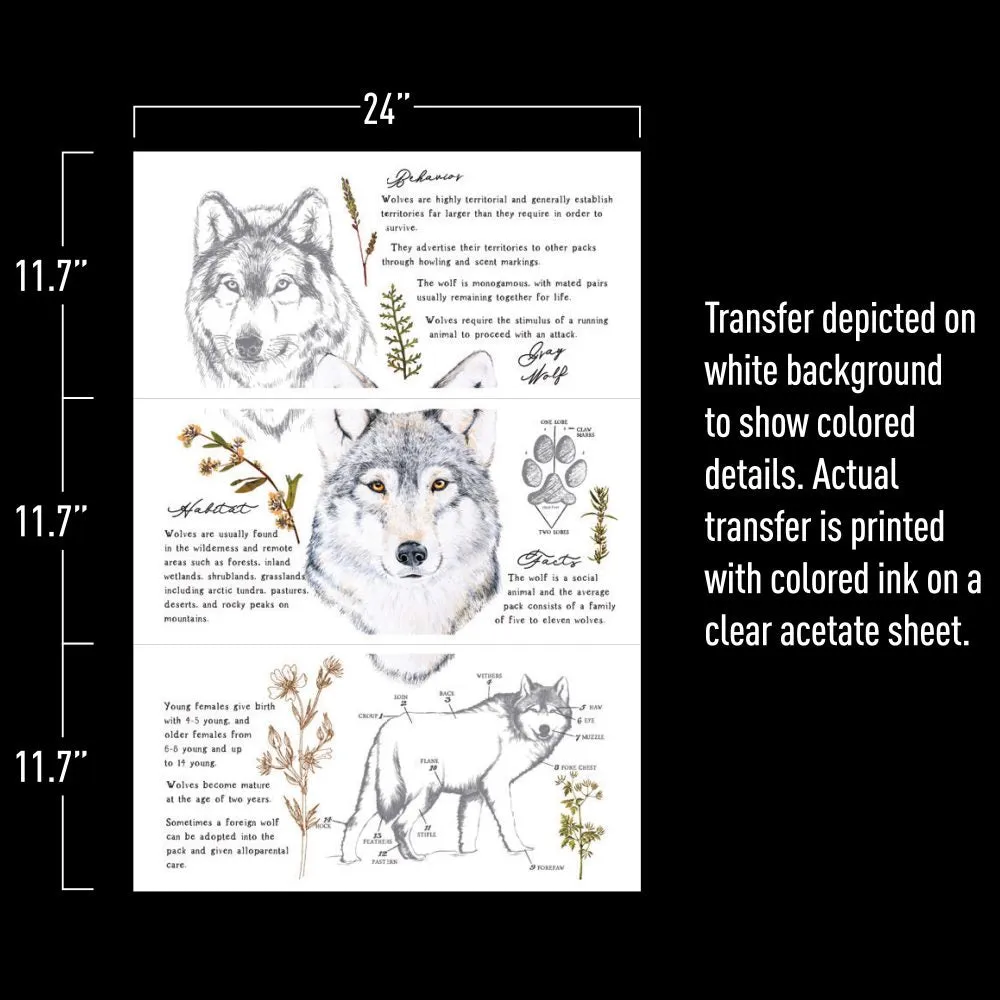 GRAY WOLF Transfer